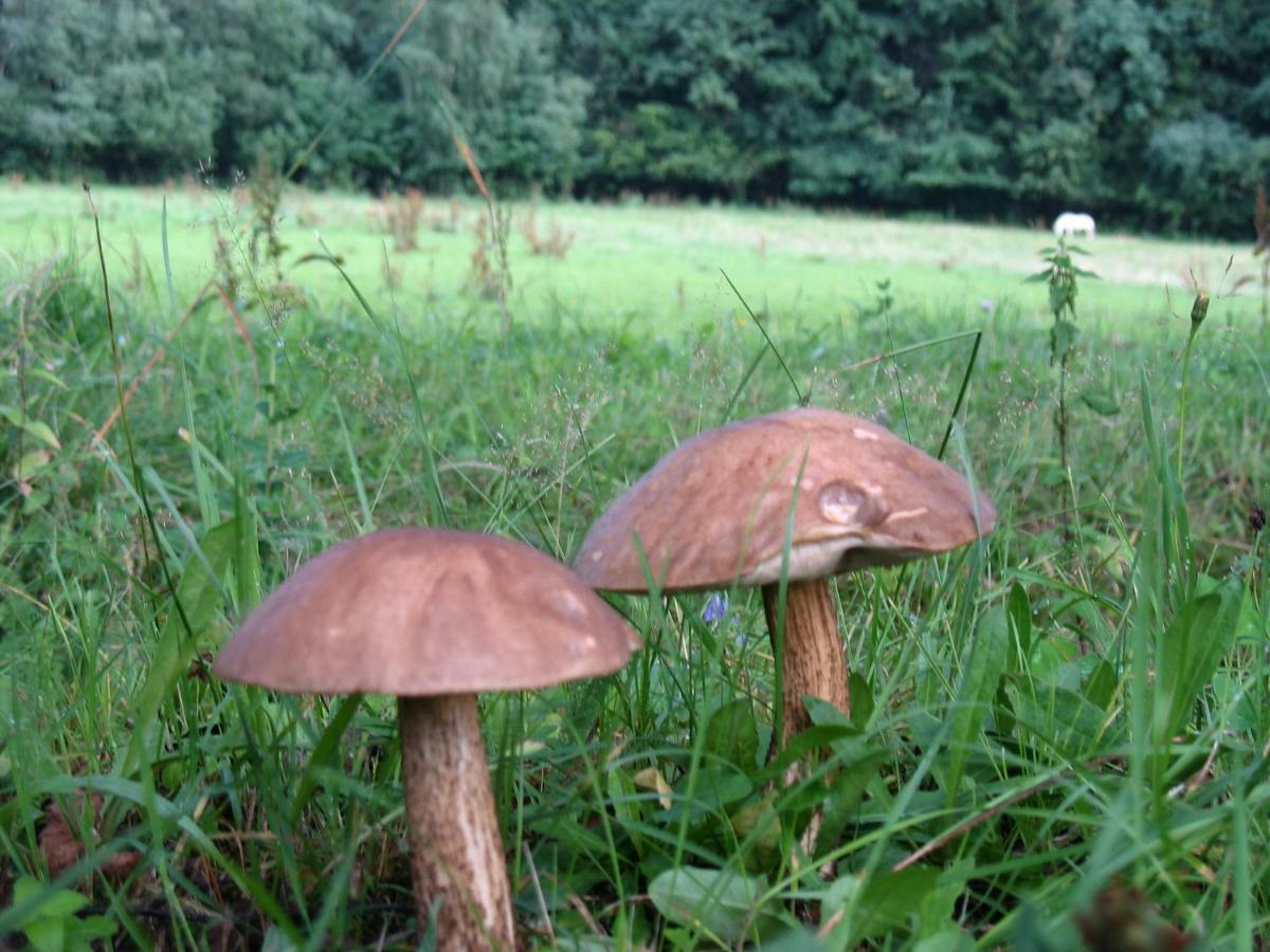 Szalas Muflon - Mufflonhuette Farm stay *