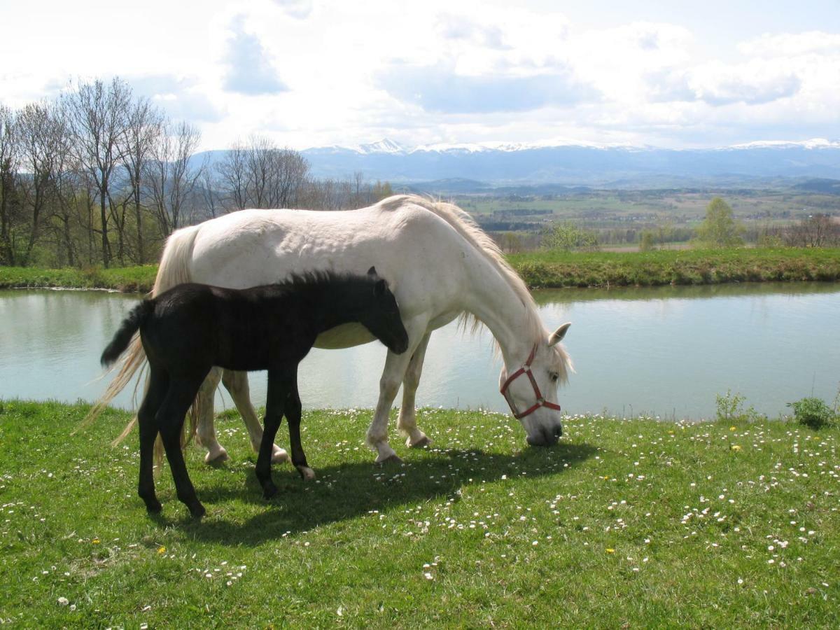 Farm stay Szalas Muflon - Mufflonhuette *
