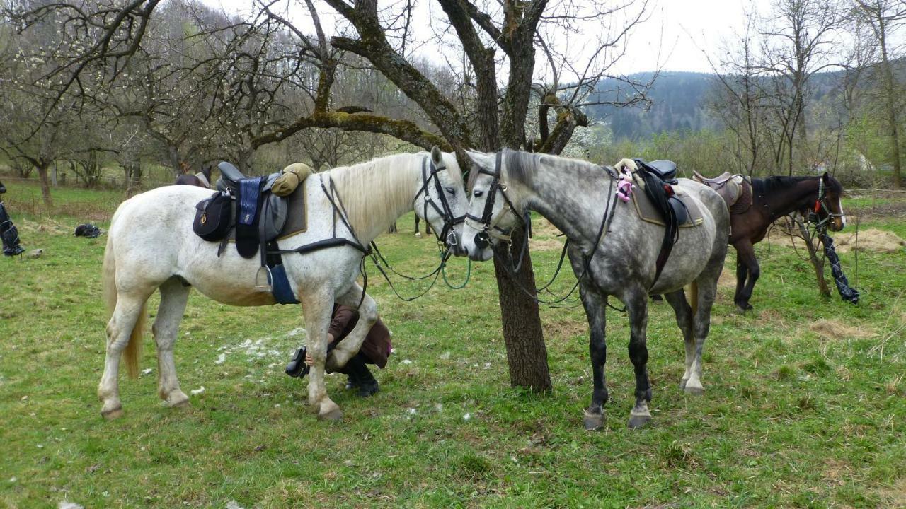 Szalas Muflon - Mufflonhuette * Jelenia Gora